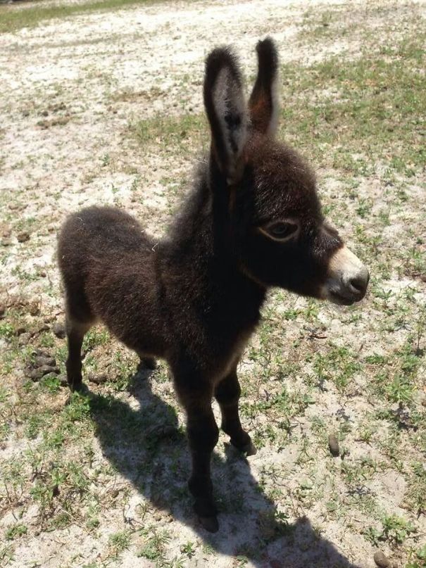 And Here Is A Baby Donkey
