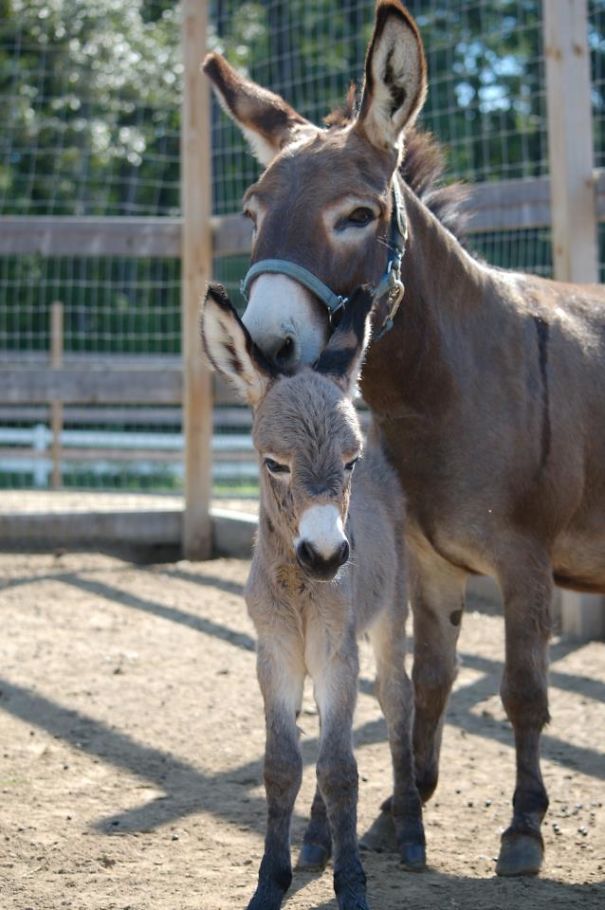 My Mini Donkey With Her Baby Eeyore. Moms Always Love Their Babies