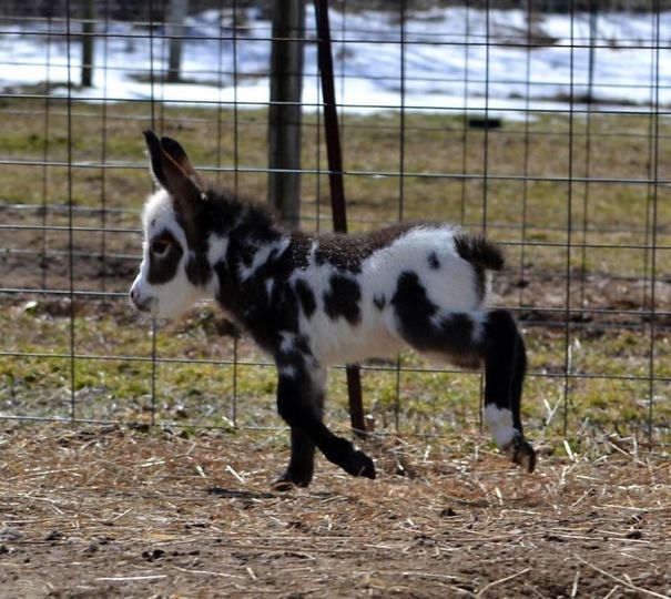 Baby Donkey With Dots