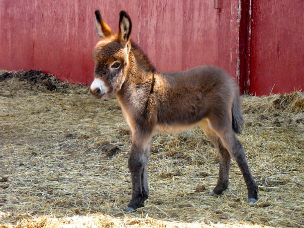 Baby Miniature Donkey