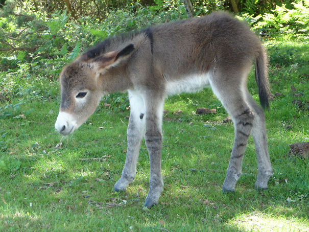 Adorable Baby Donkey