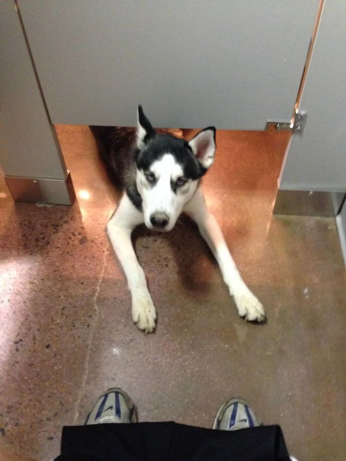 This Husky Appeared While I Was Pooping In A Public Restroom. It Stared At Me For A Few Seconds And Then Ran Away