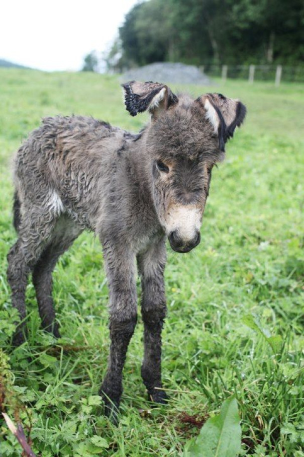 Newborn Donkey Foal