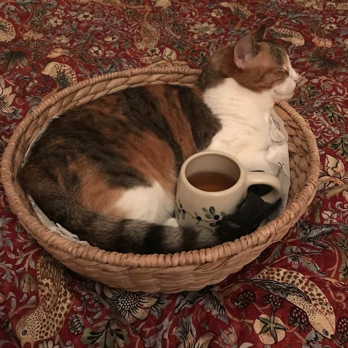 She Wasn’t Happy Until I Gave Up And Left My Warm Tea Mug There