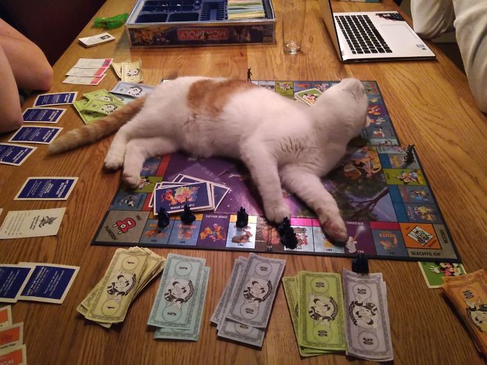 Oh You're Playing? Well... I'm Tired, Let Me Just... Purrfect