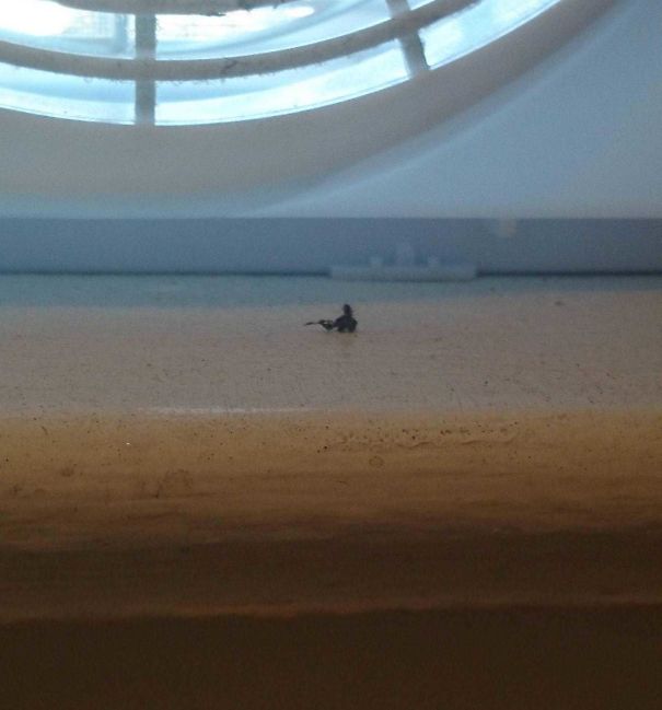 This Piece Of Lint On My Window Sill Looks Like A Gun Wielding Soldier Wading Through Water