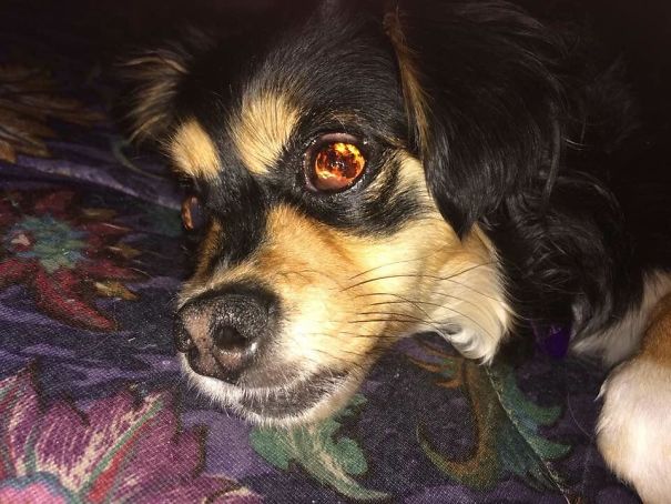 When I Take Pictures Of My Blind Dog W/ The Flash On It Looks Like There Is Fire In Her Eyes