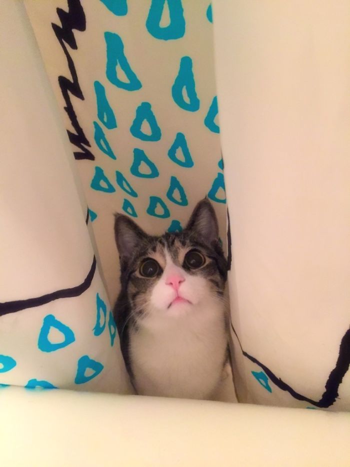 Walter Likes To "Hide" In The Tub And Attack When You Try To Pee