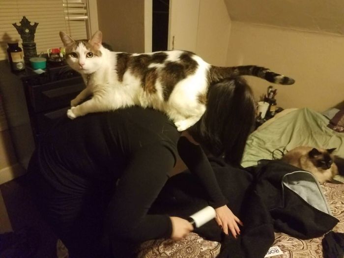 Sagwa Does This Whenever One Of Us Bends Over. Bonus: The Girl In The Picture Was Lint Rolling Her Sweater To Get Rid Of Sagwa's Hair All Over It