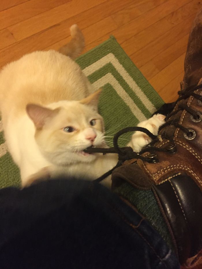 “No Boots! Boots Always Mean You’re Leaving, And Leaving Means No Chin-Scratches!”