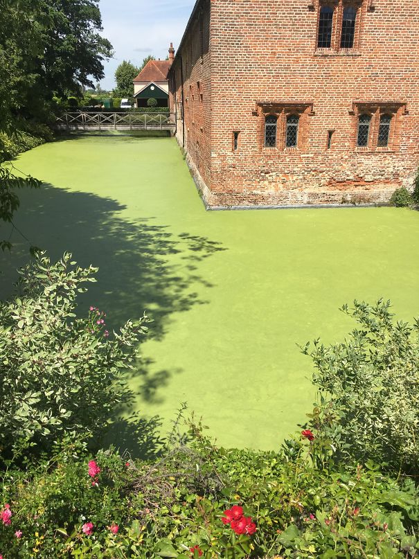 The Algae On This Moat Looks Like Green Concrete