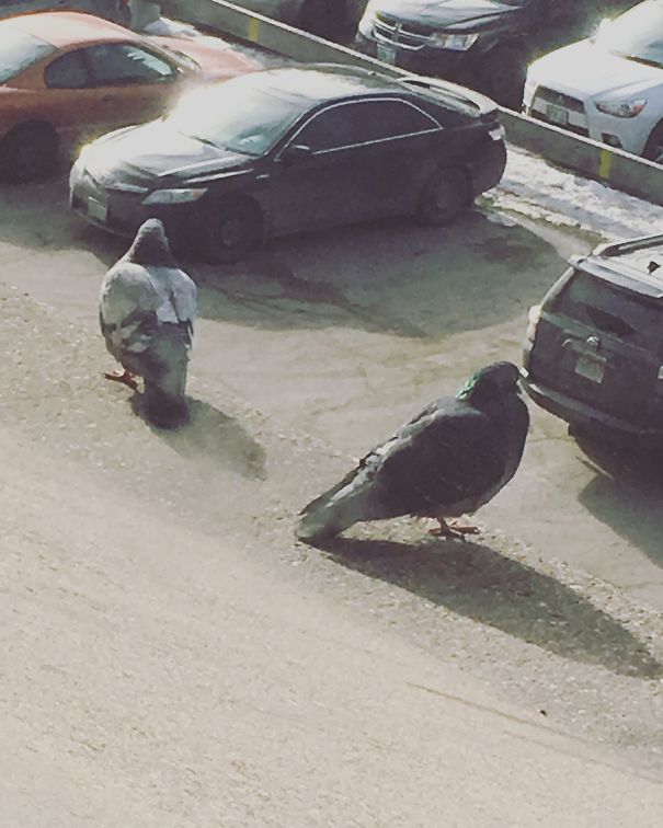Pic Of Two Plump Pigeons Perched On The Ledge But Ended Up Getting A Picture Of Two Massive Pigeons Looking For Their Car