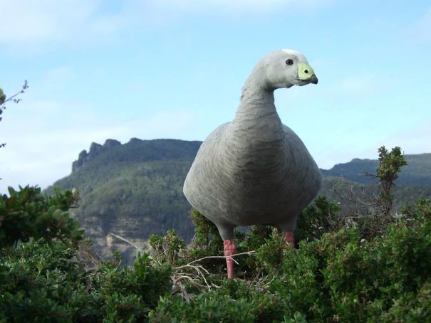 This Photo I Took Of A Goose Makes It Look Like A 40ft Tall Dinosaur
