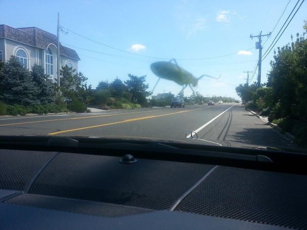 Tried To Take A Photo Of A Grasshopper On My Windshield, But It Looks Like Its Giant And Destroying The Town