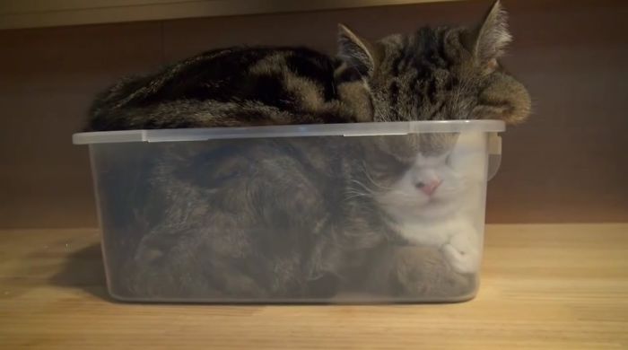 I Really Don't Understand How A Big Cat Can Fit In This Container