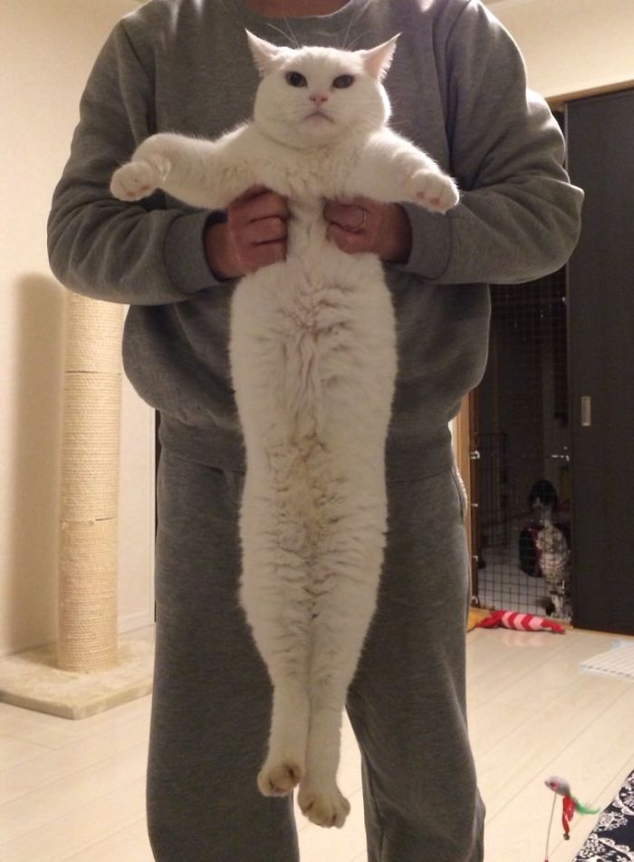 Twitter Users Have Started A New Trend- Take Pictures Of Your Cats Stretched