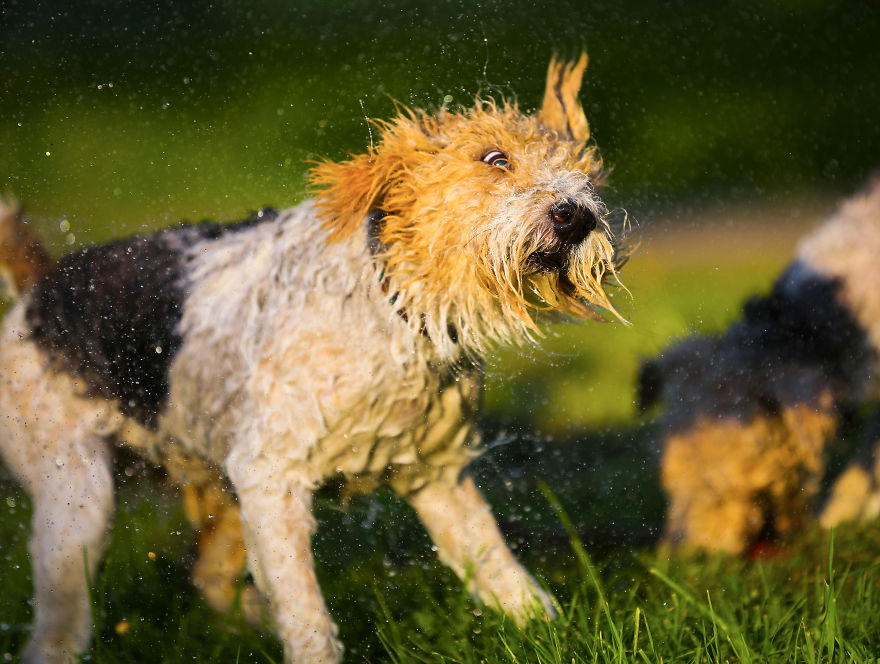 Action Photos With Two Fox Terriers - Diving Dogs