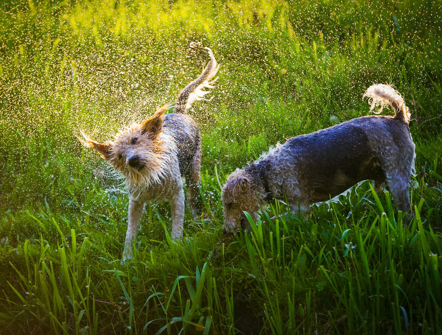 Action Photos With Two Fox Terriers - Diving Dogs