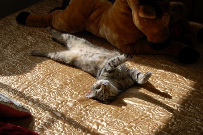 Nothing Better Than Stretching In A Sunbeam