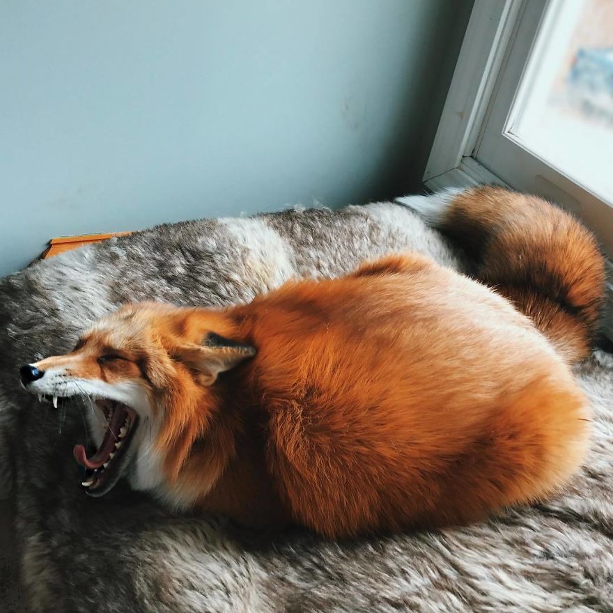 Here's What It's Like To Live With Juniper The World's Happiest Fox