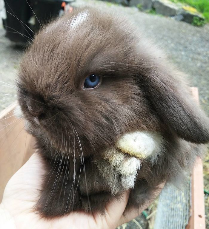 Baby-Rabbits-Palms-Blue-Clover-Rabbitry