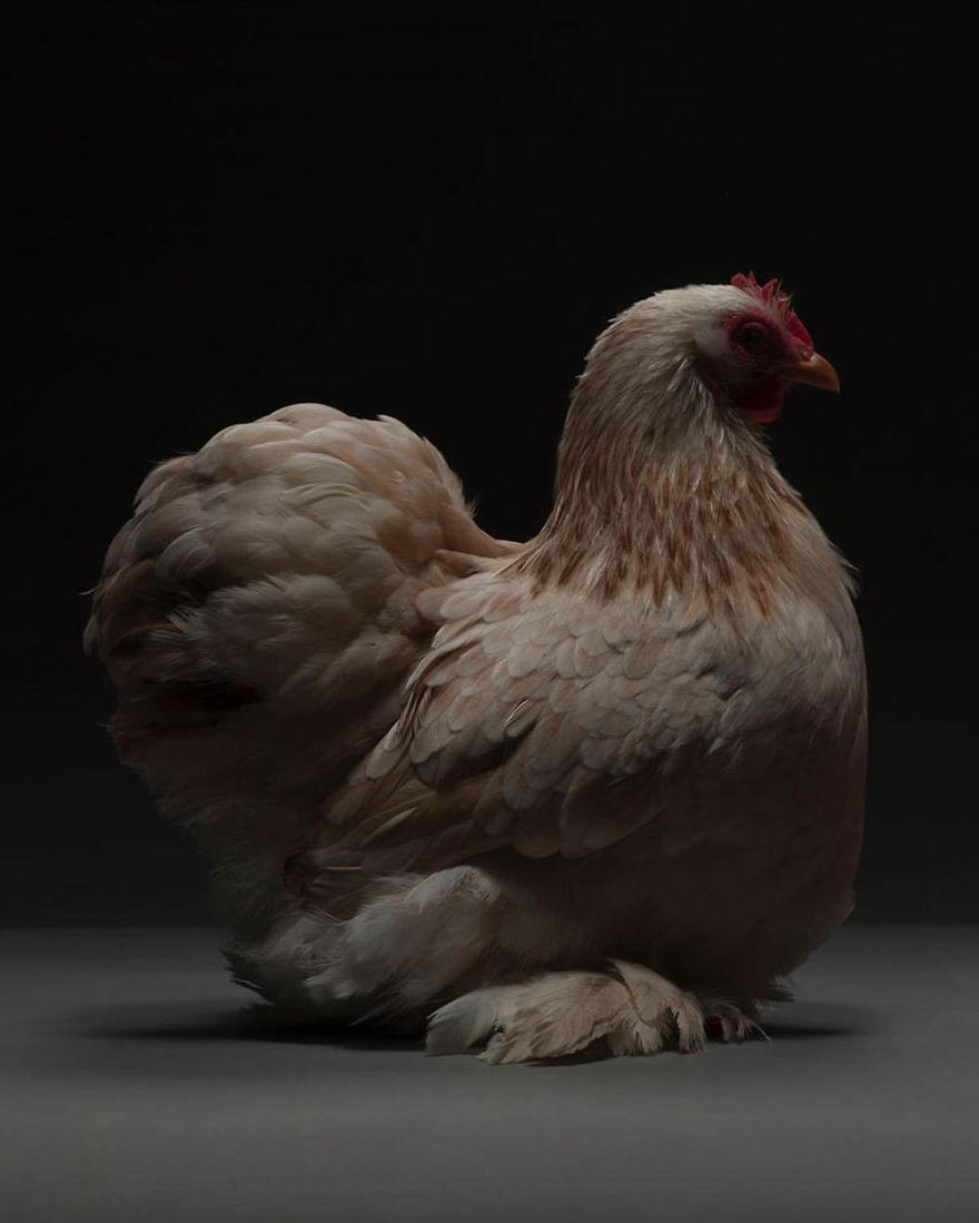 Chickens Are Just Stunning.