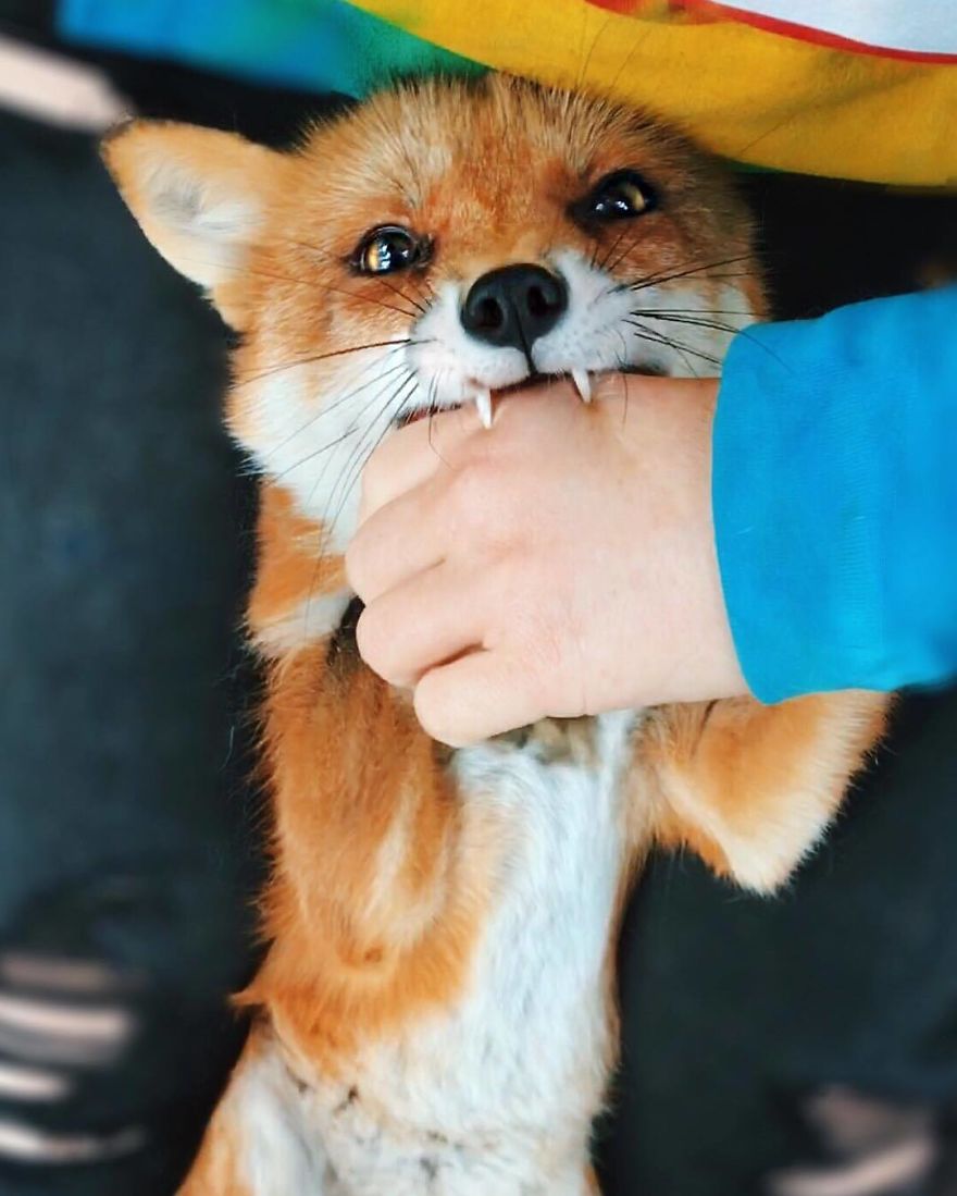 Here's What It's Like To Live With Juniper The World's Happiest Fox