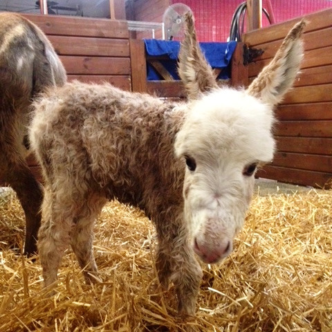 Meet Our Beautiful Newborn Baby Donkey With Its Mom, Sweet Pea 