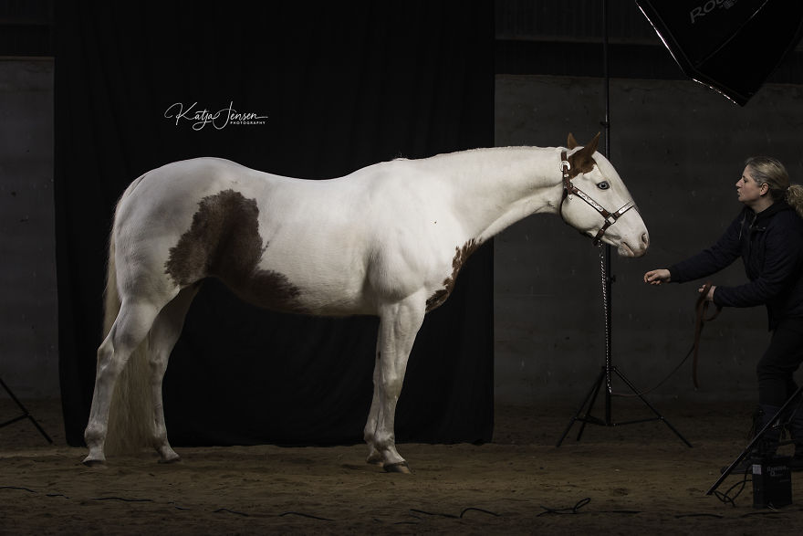 Behind The Scenes Of Photographing Horses In A Studio Will Put A Smile On Your Face
