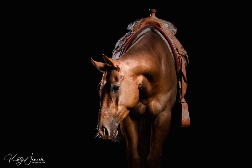 Behind The Scenes Of Photographing Horses In A Studio Will Put A Smile On Your Face