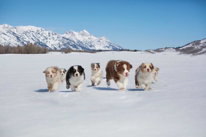 All The Babies Running In The Snow