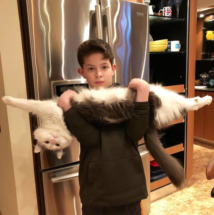 Twitter Users Have Started A New Trend- Take Pictures Of Your Cats Stretched