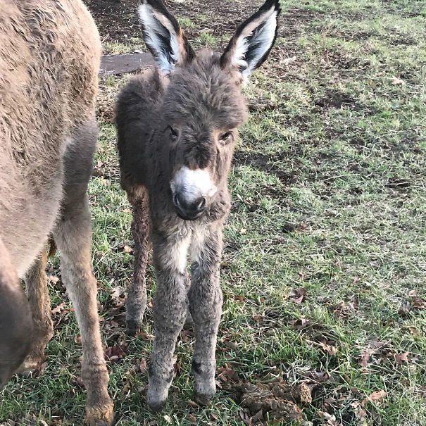 Our New Baby Donkey Doesn’t Need A Filter