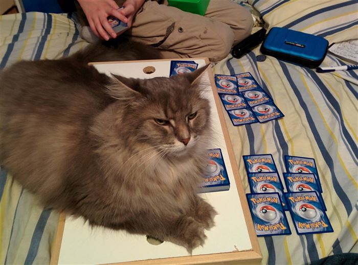 My Jerk Cat Ruined My Pokémon Game As Soon As I Laid Down My Strongest Card