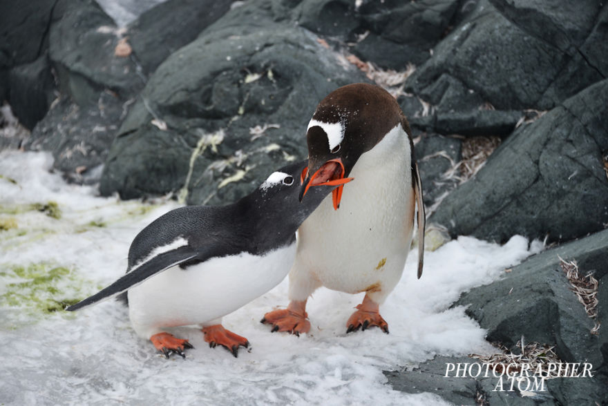 Penguin Life In Antarctica (Caution: Gruesome Images(