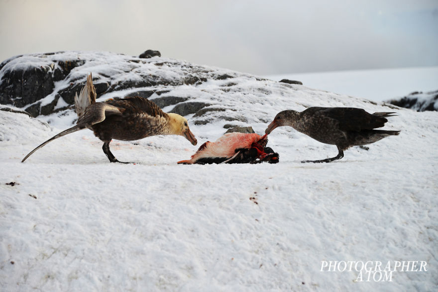 Penguin Life In Antarctica (Caution: Gruesome Images(