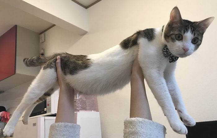 Stretched Cats