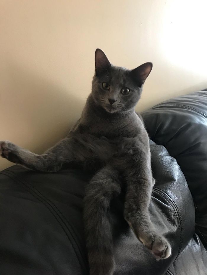My Sis's Cat Forgot How To Cat. Where's His Front Arms At??