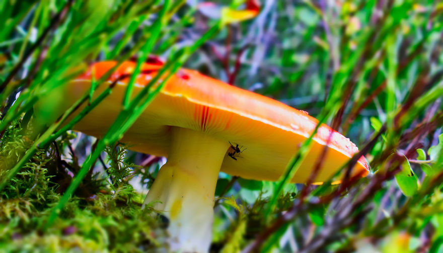 I Take Pictures Of Funky Fungi