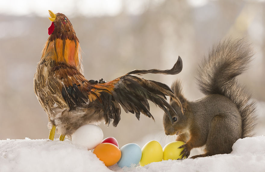 Wild Squirrels Celebrate Easter