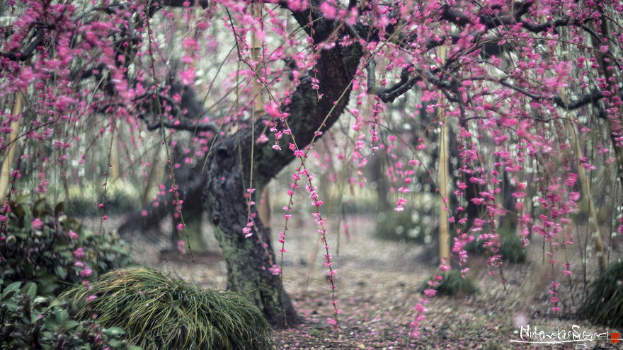 I Captured Plum Trees Blooming In Japan! | Bored Panda