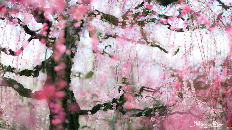 I Captured Plum Trees Blooming In Japan!