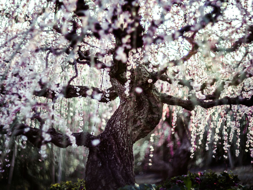 I Captured Plum Trees Blooming In Japan!