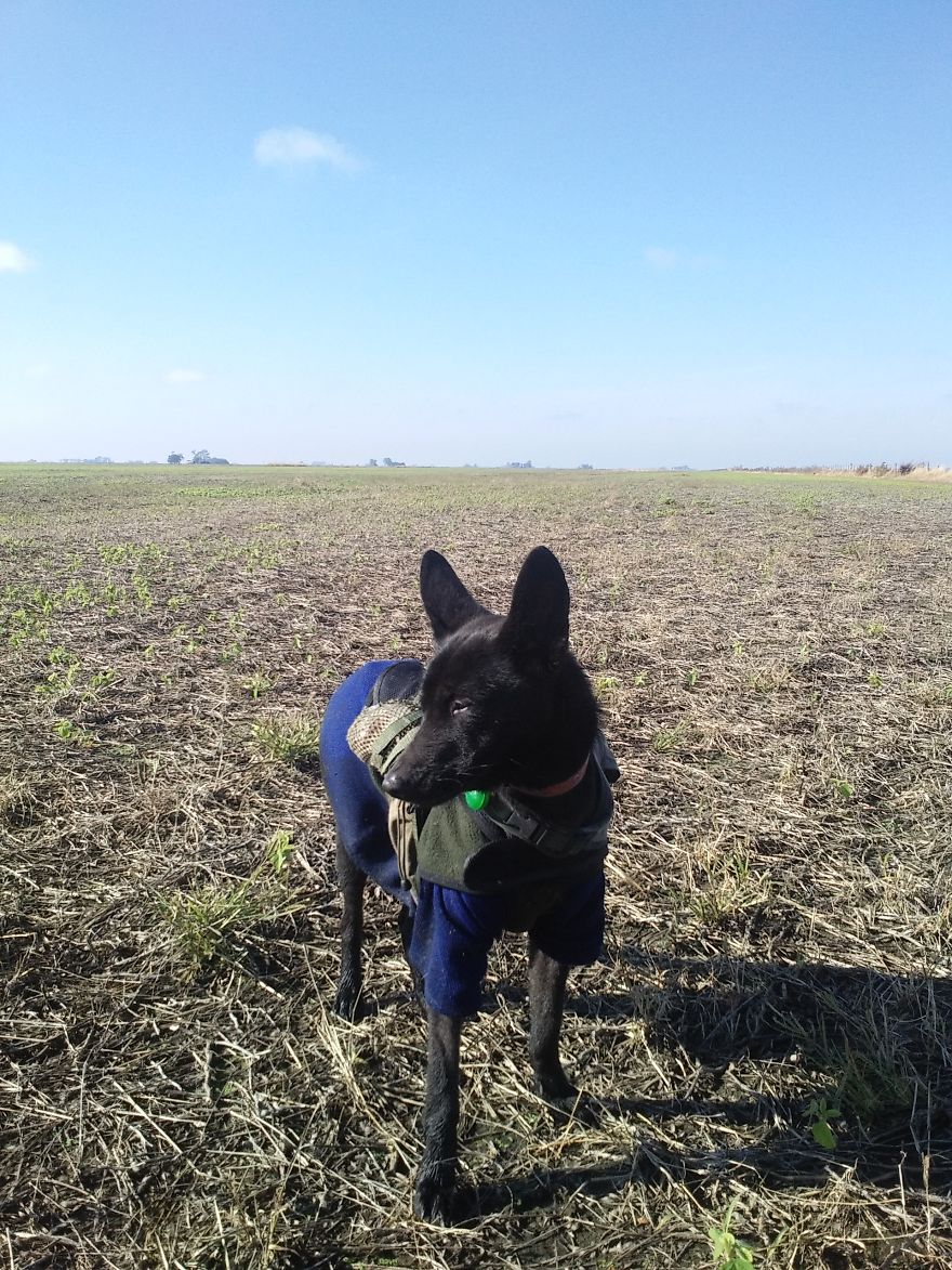 I Have Spent 4 Years Traveling With My Dog I Have Spent 4 Years Traveling With My Dog