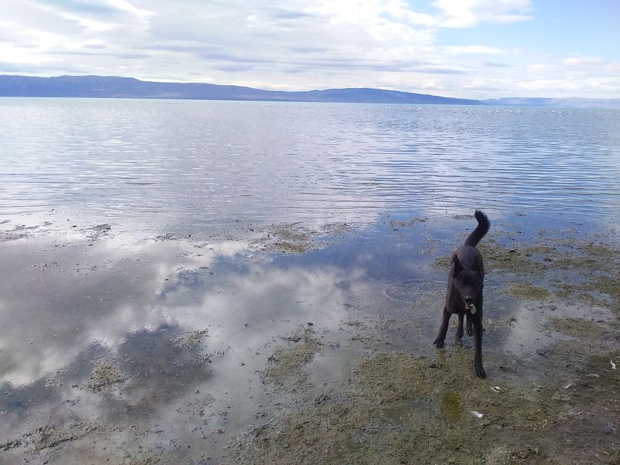 I Have Spent 4 Years Traveling With My Dog I Have Spent 4 Years Traveling With My Dog