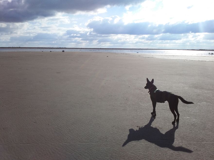 I Have Spent 4 Years Traveling With My Dog I Have Spent 4 Years Traveling With My Dog