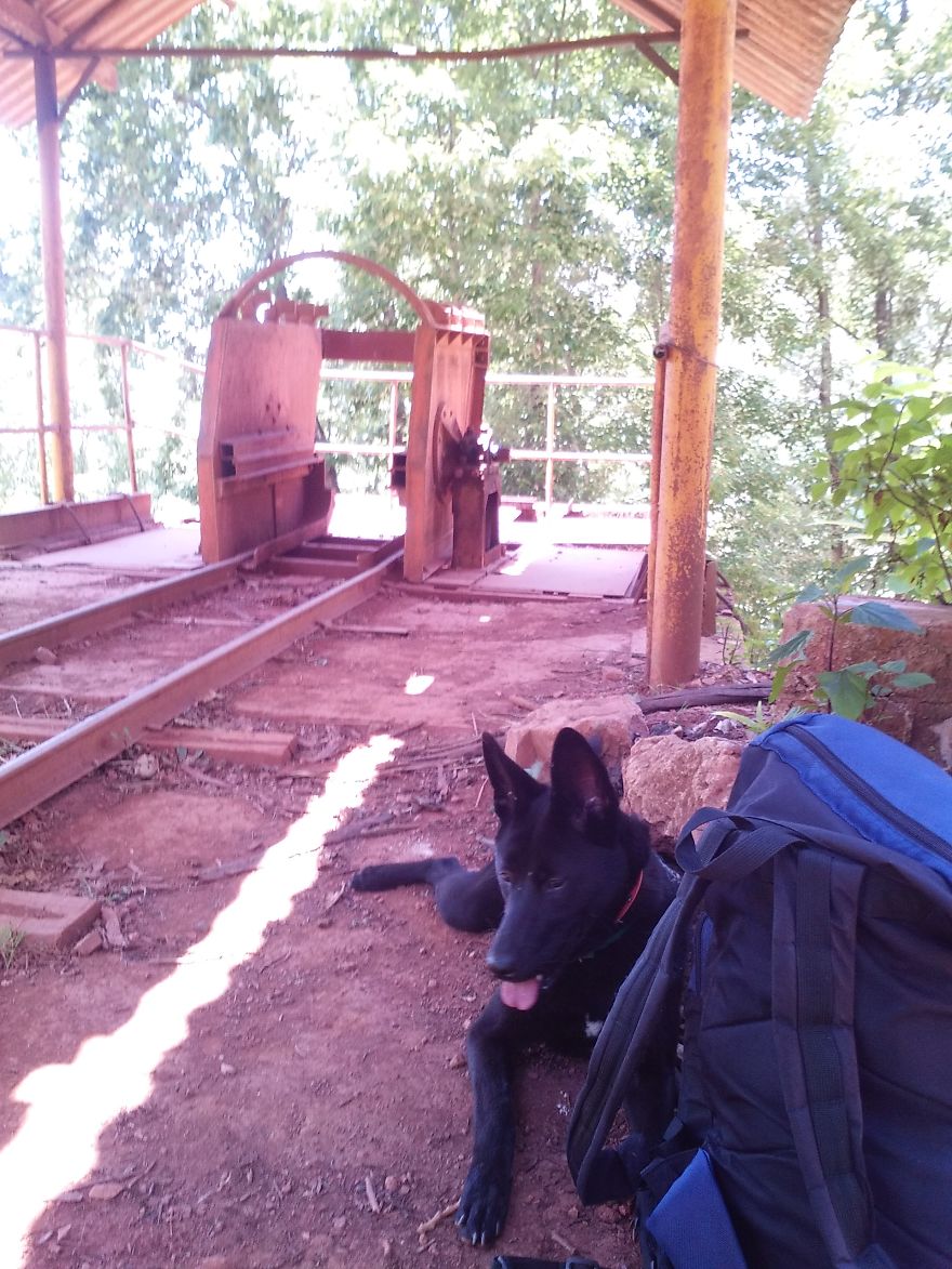 I Have Spent 4 Years Traveling With My Dog I Have Spent 4 Years Traveling With My Dog