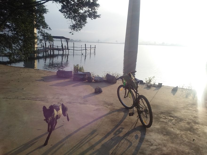 I Have Spent 4 Years Traveling With My Dog I Have Spent 4 Years Traveling With My Dog