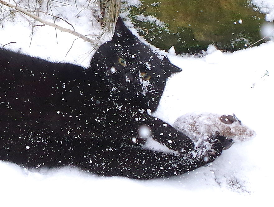 Our Neighbour's Black Cat Came To Our Garden To Play, And Went Crazy In The Snow