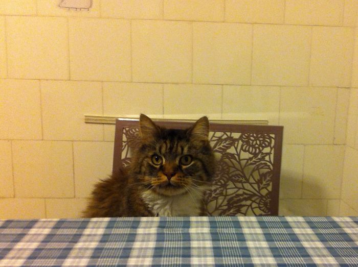 Where Is My Plate, Human?